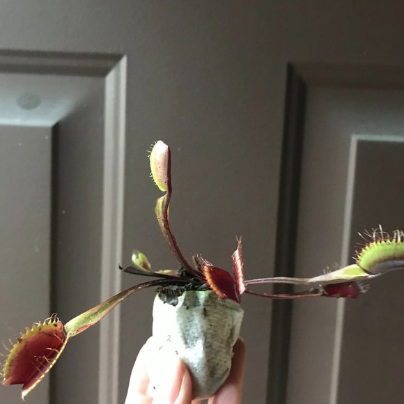 Venus Flytrap “Akai Ryu” - Red Dragon